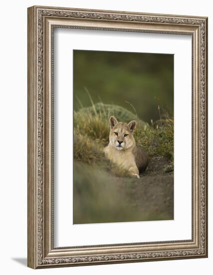 Wild Puma in Chile-Joe McDonald-Framed Photographic Print