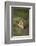 Wild Puma in Chile-Joe McDonald-Framed Photographic Print