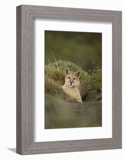 Wild Puma in Chile-Joe McDonald-Framed Photographic Print