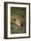 Wild Puma in Chile-Joe McDonald-Framed Photographic Print