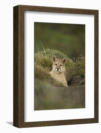 Wild Puma in Chile-Joe McDonald-Framed Photographic Print