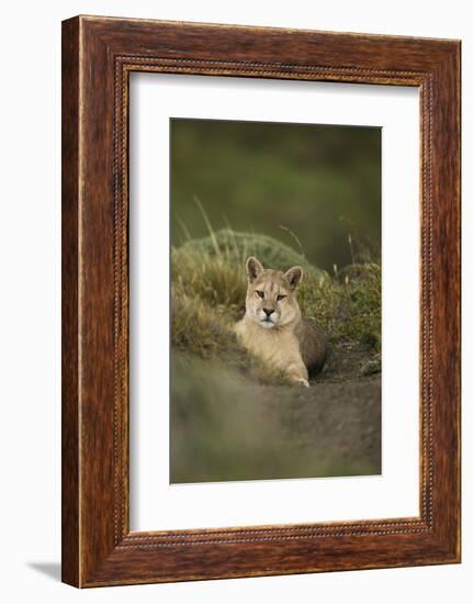 Wild Puma in Chile-Joe McDonald-Framed Photographic Print