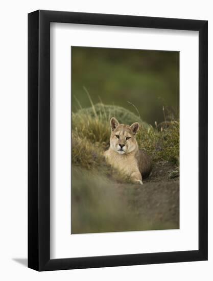 Wild Puma in Chile-Joe McDonald-Framed Photographic Print