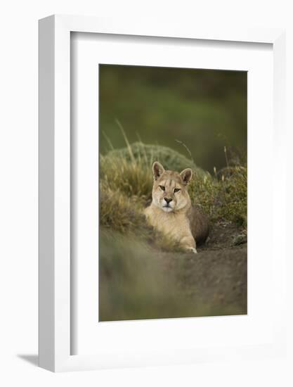 Wild Puma in Chile-Joe McDonald-Framed Photographic Print