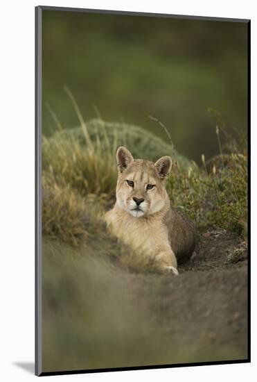 Wild Puma in Chile-Joe McDonald-Mounted Photographic Print