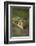 Wild Puma in Chile-Joe McDonald-Framed Photographic Print