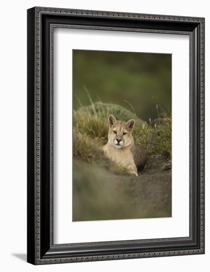 Wild Puma in Chile-Joe McDonald-Framed Photographic Print