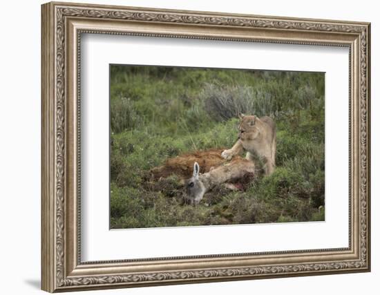 Wild Puma in Chile-Joe McDonald-Framed Photographic Print