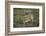 Wild Puma in Chile-Joe McDonald-Framed Photographic Print