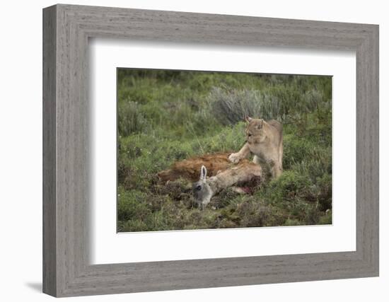 Wild Puma in Chile-Joe McDonald-Framed Photographic Print