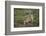 Wild Puma in Chile-Joe McDonald-Framed Photographic Print