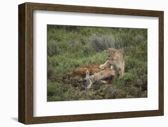 Wild Puma in Chile-Joe McDonald-Framed Photographic Print