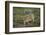 Wild Puma in Chile-Joe McDonald-Framed Photographic Print