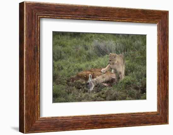 Wild Puma in Chile-Joe McDonald-Framed Photographic Print