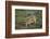 Wild Puma in Chile-Joe McDonald-Framed Photographic Print