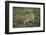 Wild Puma in Chile-Joe McDonald-Framed Photographic Print