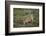 Wild Puma in Chile-Joe McDonald-Framed Photographic Print