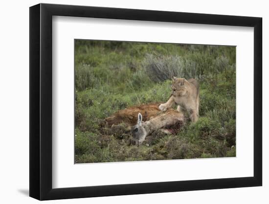 Wild Puma in Chile-Joe McDonald-Framed Photographic Print