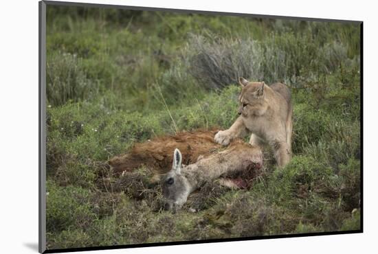 Wild Puma in Chile-Joe McDonald-Mounted Photographic Print