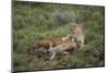 Wild Puma in Chile-Joe McDonald-Mounted Photographic Print