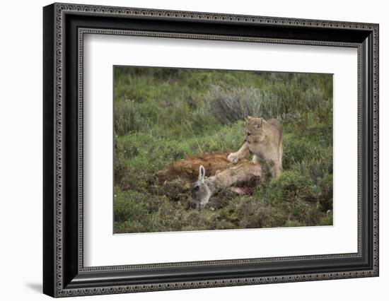 Wild Puma in Chile-Joe McDonald-Framed Photographic Print