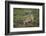 Wild Puma in Chile-Joe McDonald-Framed Photographic Print