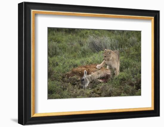 Wild Puma in Chile-Joe McDonald-Framed Photographic Print