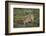 Wild Puma in Chile-Joe McDonald-Framed Photographic Print