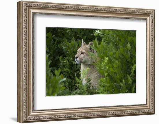 Wild Puma in Chile-Joe McDonald-Framed Photographic Print