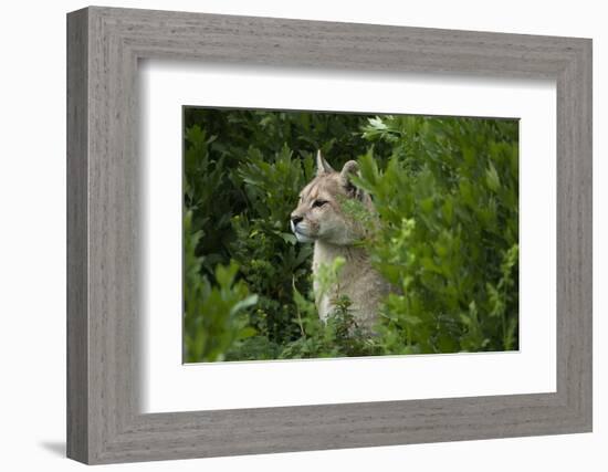 Wild Puma in Chile-Joe McDonald-Framed Photographic Print