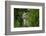 Wild Puma in Chile-Joe McDonald-Framed Photographic Print