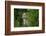 Wild Puma in Chile-Joe McDonald-Framed Photographic Print