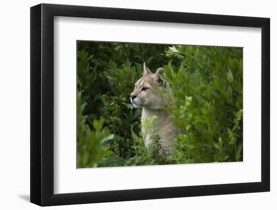 Wild Puma in Chile-Joe McDonald-Framed Photographic Print