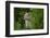 Wild Puma in Chile-Joe McDonald-Framed Photographic Print