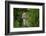 Wild Puma in Chile-Joe McDonald-Framed Photographic Print