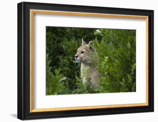 Wild Puma in Chile-Joe McDonald-Framed Photographic Print