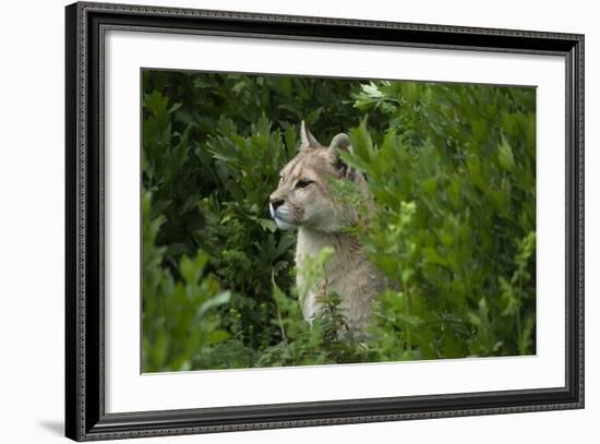 Wild Puma in Chile-Joe McDonald-Framed Photographic Print