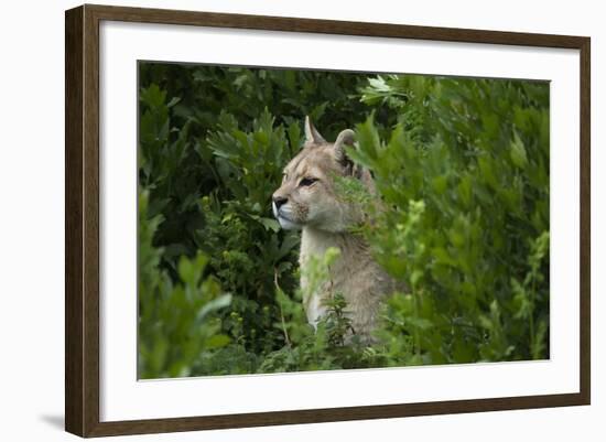 Wild Puma in Chile-Joe McDonald-Framed Photographic Print