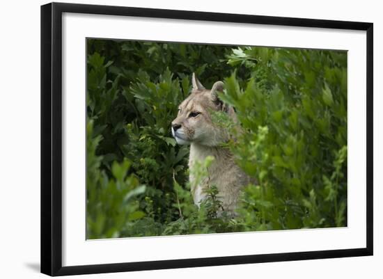 Wild Puma in Chile-Joe McDonald-Framed Photographic Print