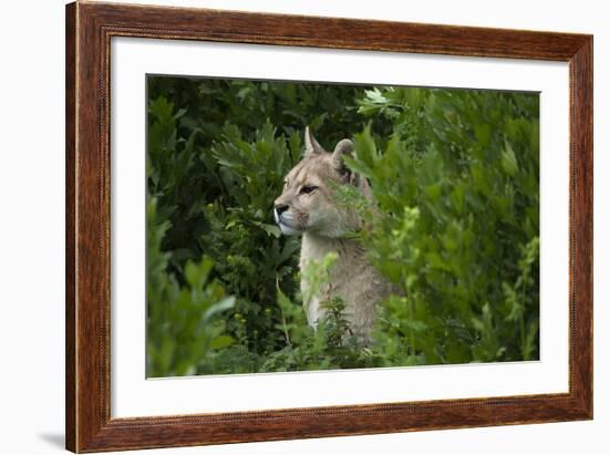 Wild Puma in Chile-Joe McDonald-Framed Photographic Print