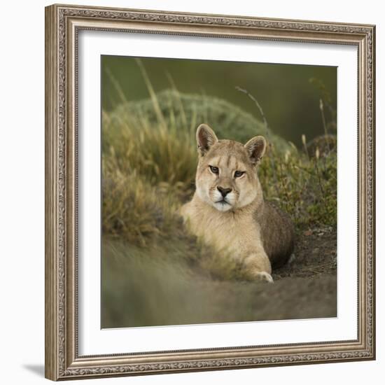 Wild Puma in Chile-Joe McDonald-Framed Photographic Print