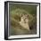 Wild Puma in Chile-Joe McDonald-Framed Photographic Print