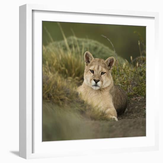 Wild Puma in Chile-Joe McDonald-Framed Photographic Print