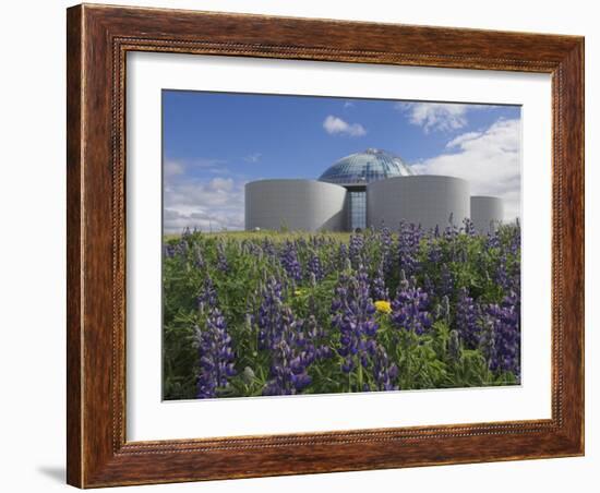 Wild Purple Lupins Surrounding the Pearl (Perlan) Oskjulid Dome, Reykjavik, Iceland, Polar Regions-Neale Clarke-Framed Photographic Print