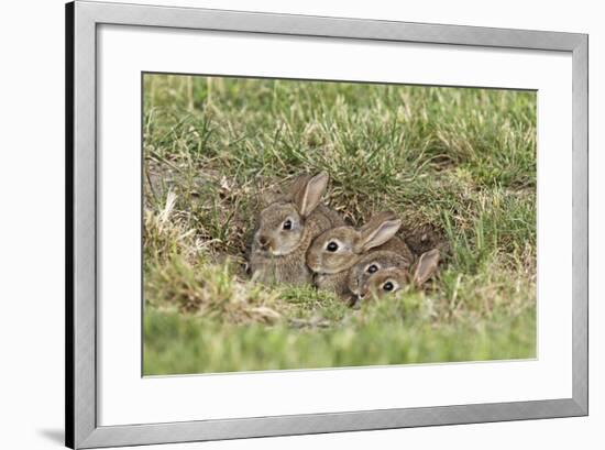 Wild Rabbits Young-null-Framed Photographic Print