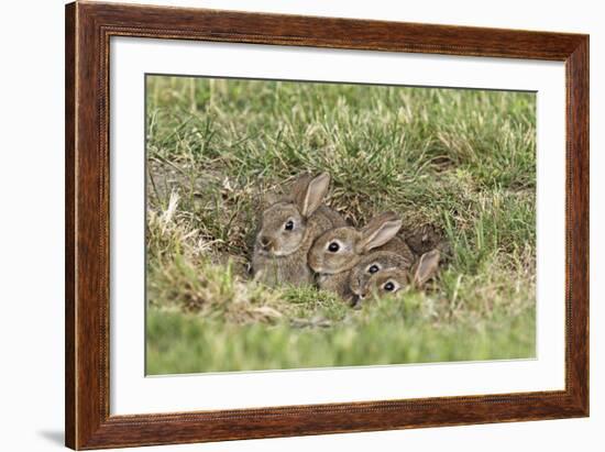 Wild Rabbits Young-null-Framed Photographic Print