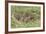 Wild Rabbits Young-null-Framed Photographic Print