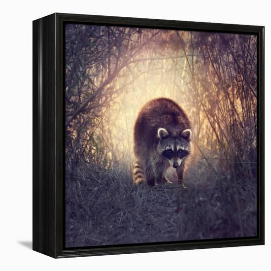 Wild Raccoon in Florida Wetlands at Sunset-Svetlana Foote-Framed Premier Image Canvas