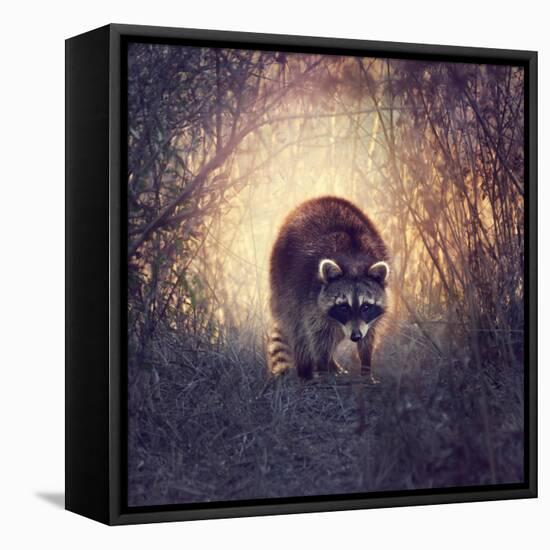 Wild Raccoon in Florida Wetlands at Sunset-Svetlana Foote-Framed Premier Image Canvas