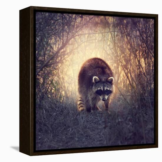 Wild Raccoon in Florida Wetlands at Sunset-Svetlana Foote-Framed Premier Image Canvas